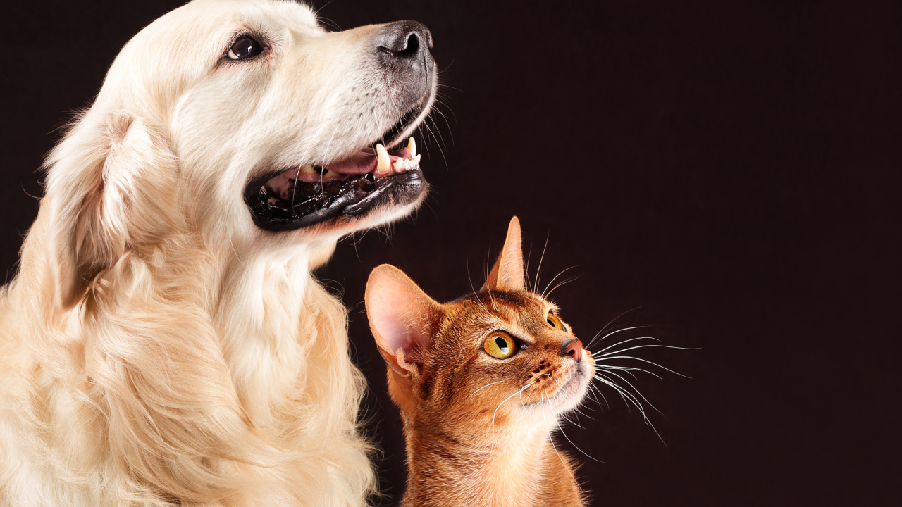 Golden Retriever with a brown cat looking at the owner