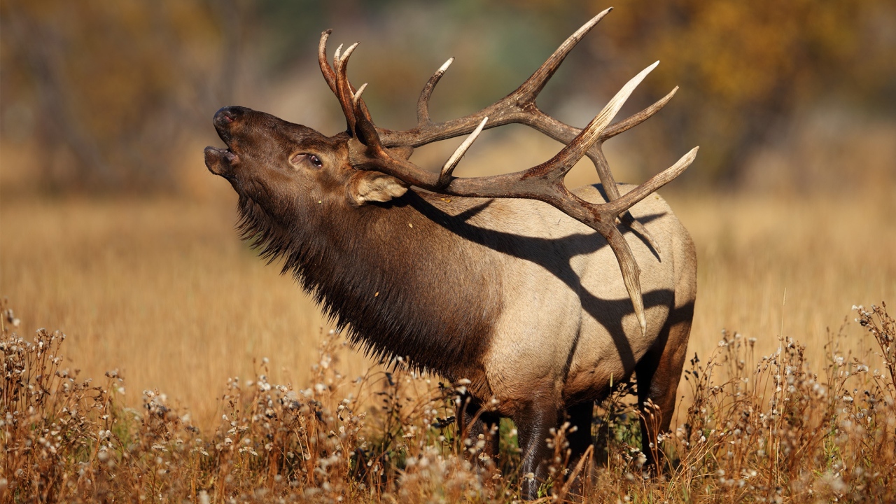 Большой олень с рогами в траве