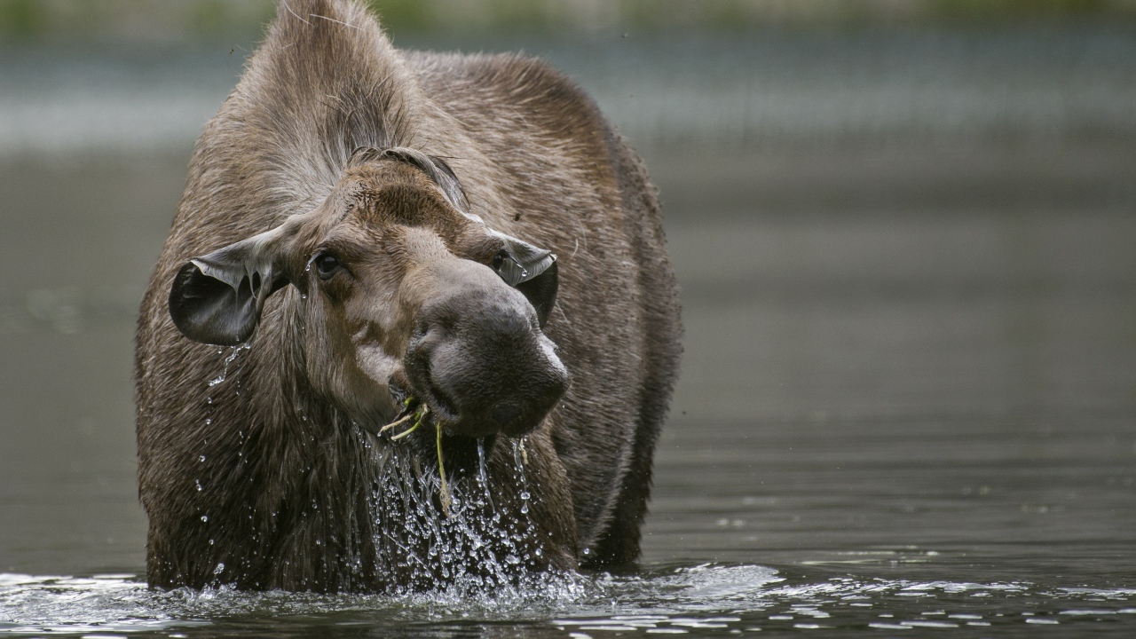 Big elk stands in the water