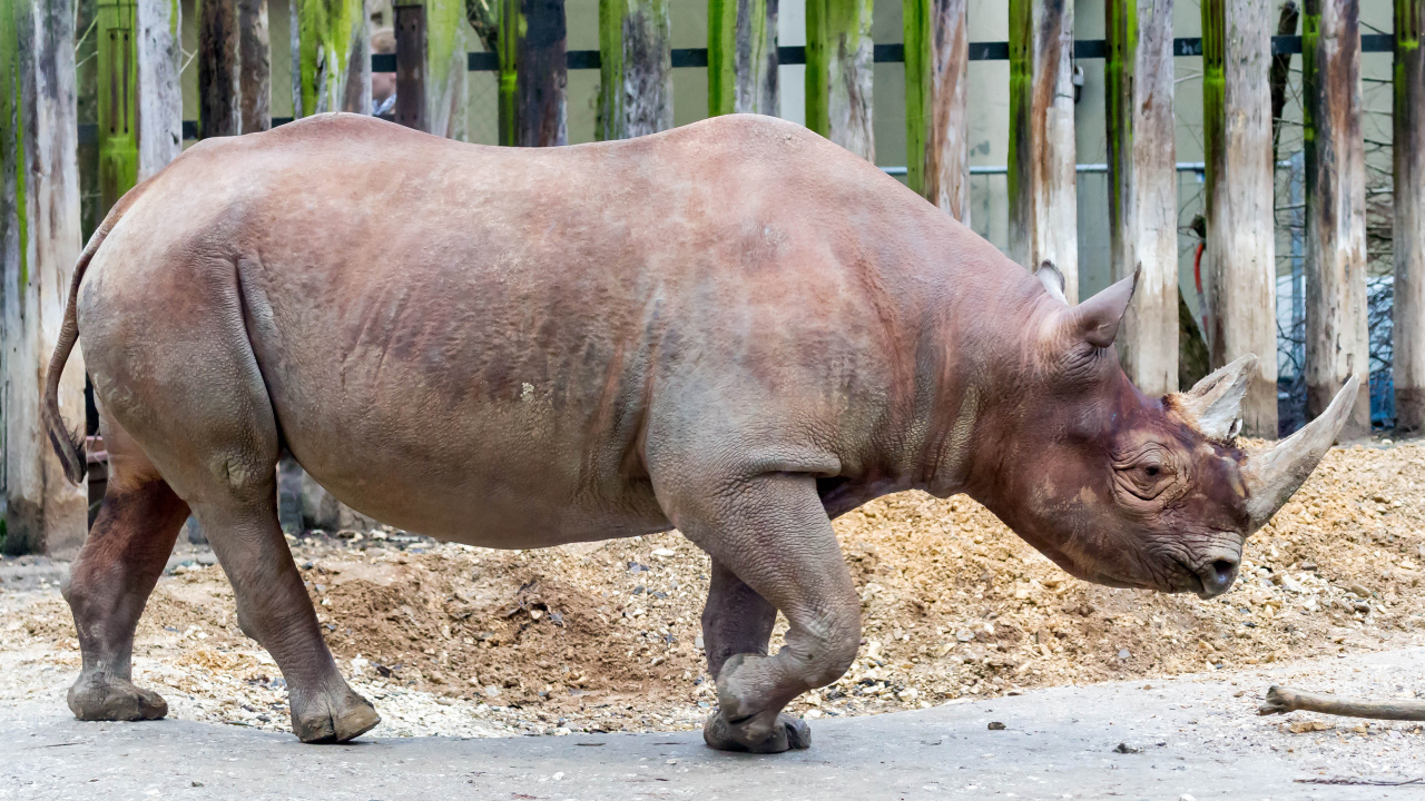 Большой носорог у забора в зоопарке