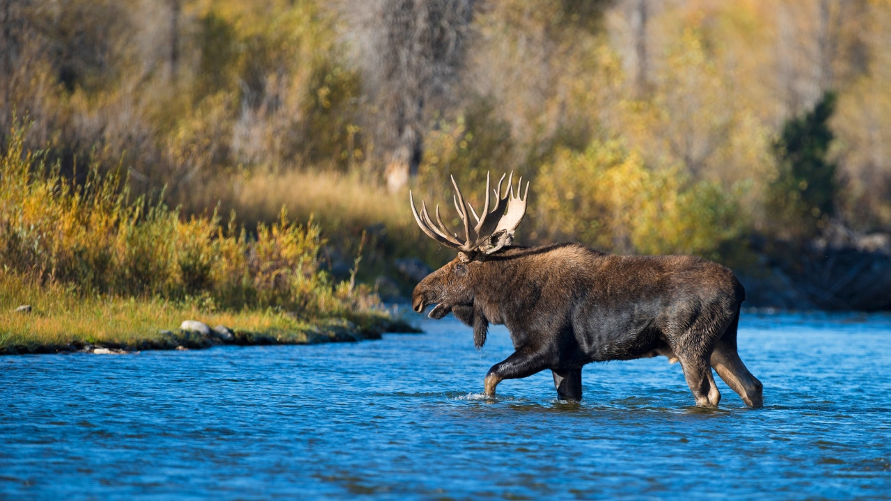 Лось с большими рогами переходит реку
