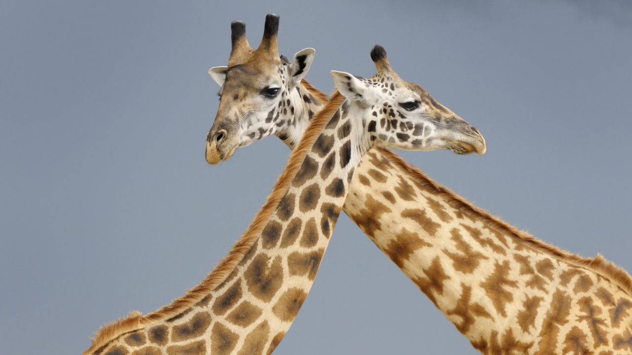 Два жирафа на сером фоне