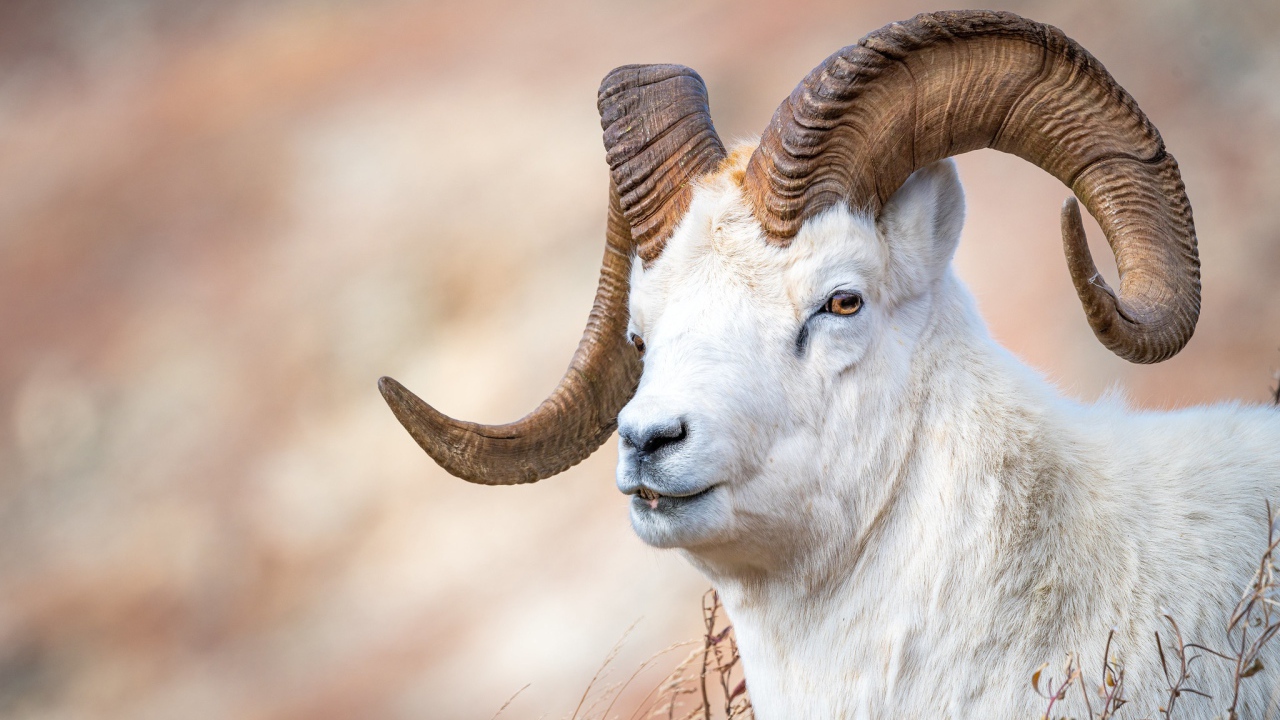Белый горный козел с большими рогами