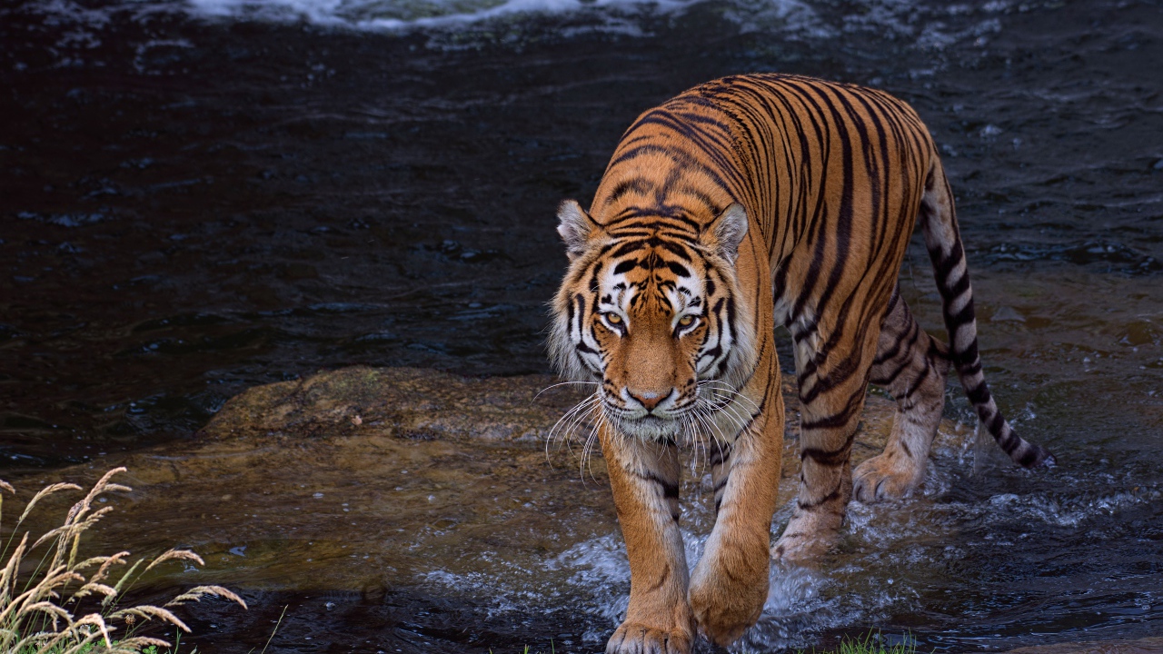 Beautiful big striped tiger walks on water
