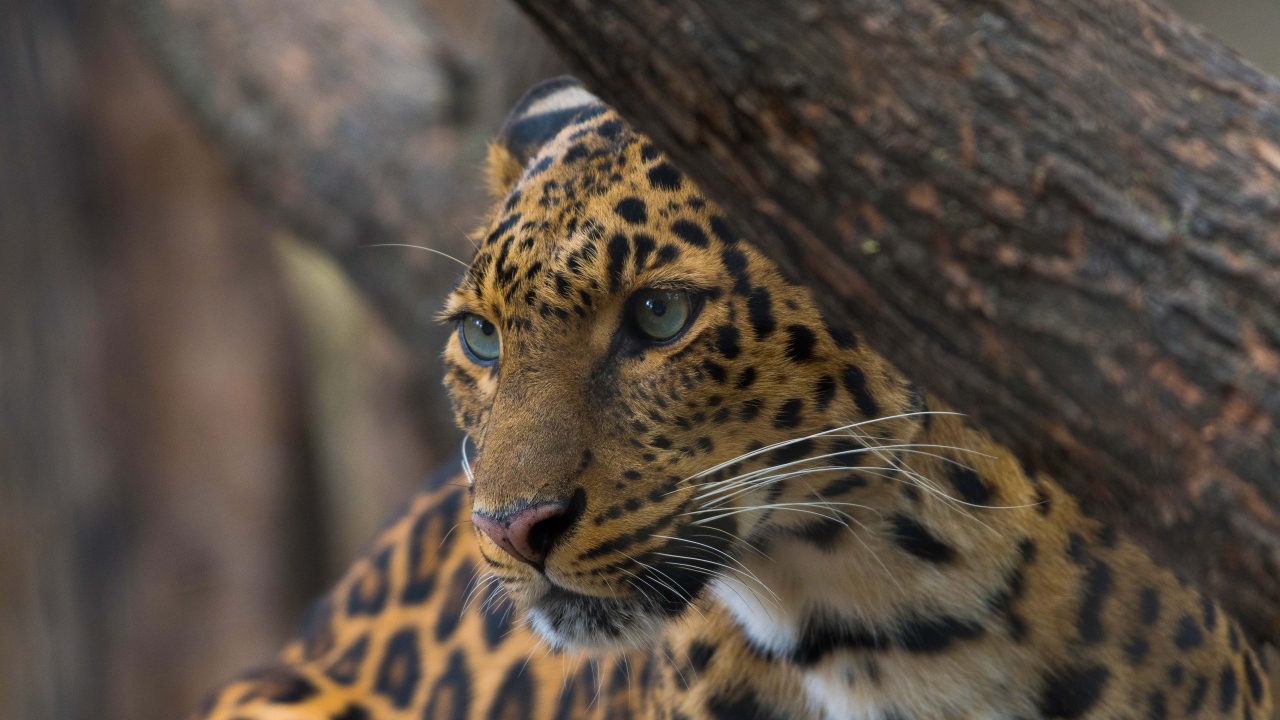 Красивый пятнистый леопард у дерева 