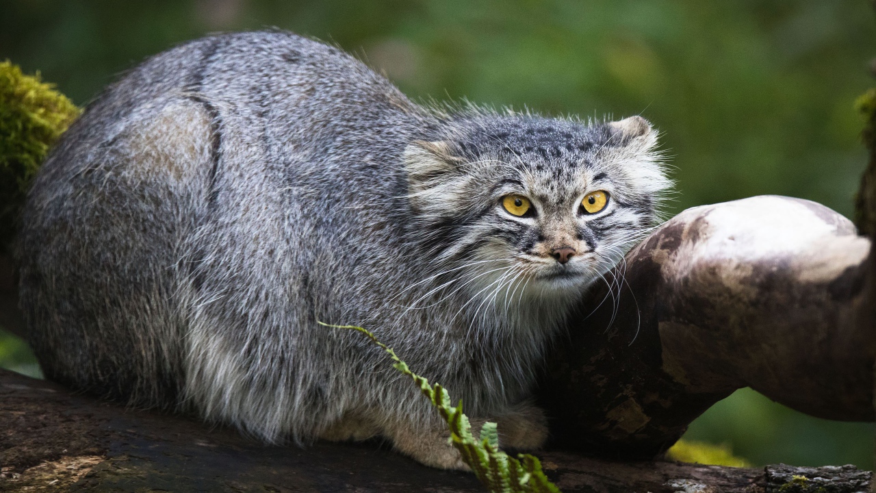 Большой серый манул сидит на дереве