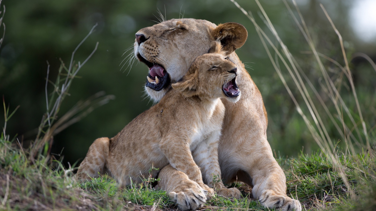 Большая львица играет со львенком на траве