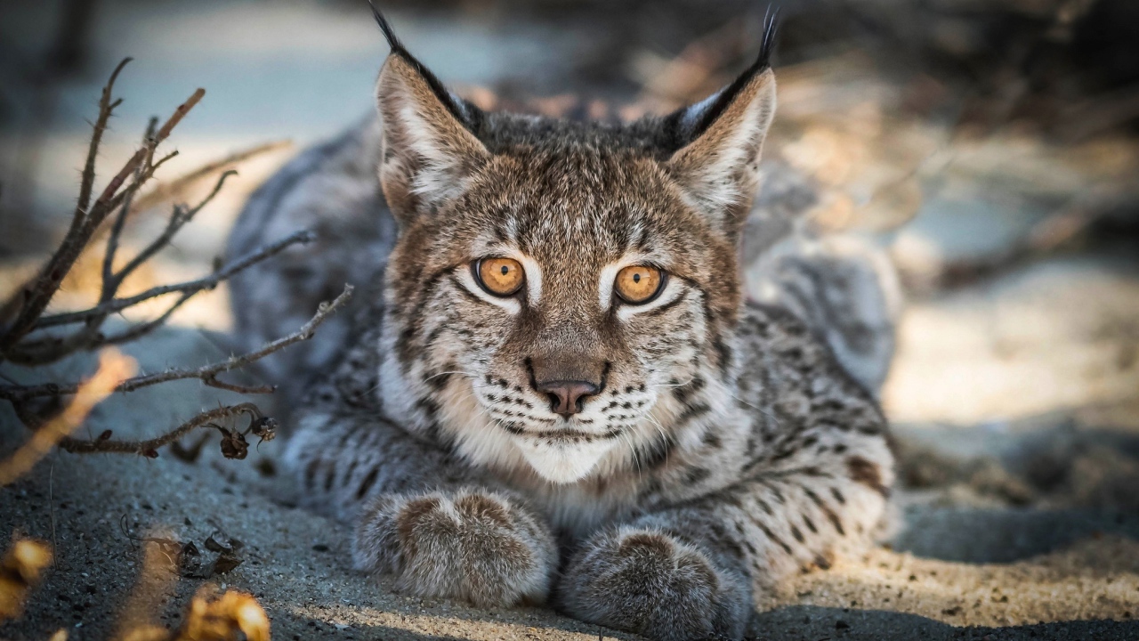 Большая рысь с желтыми глазами лежит на песке 