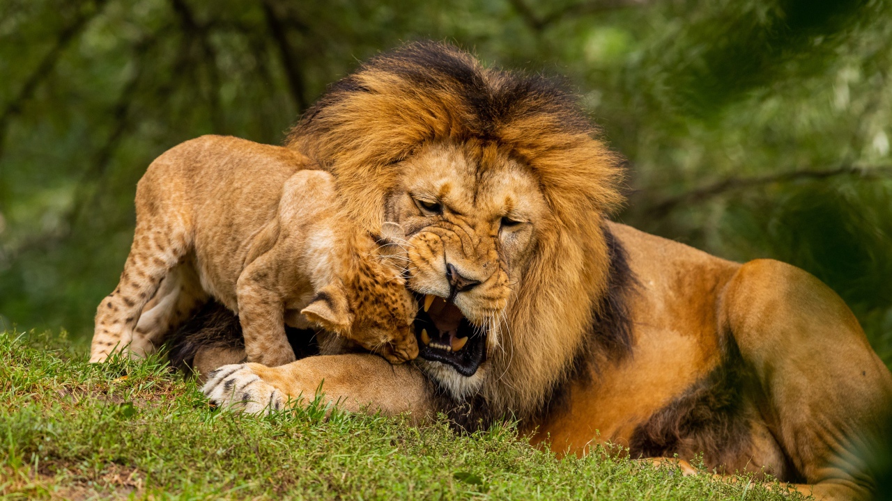 Большой грозный лев играет с львенком на зеленой траве