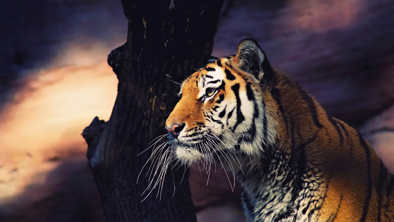 Большой полосатый тигр у дерева