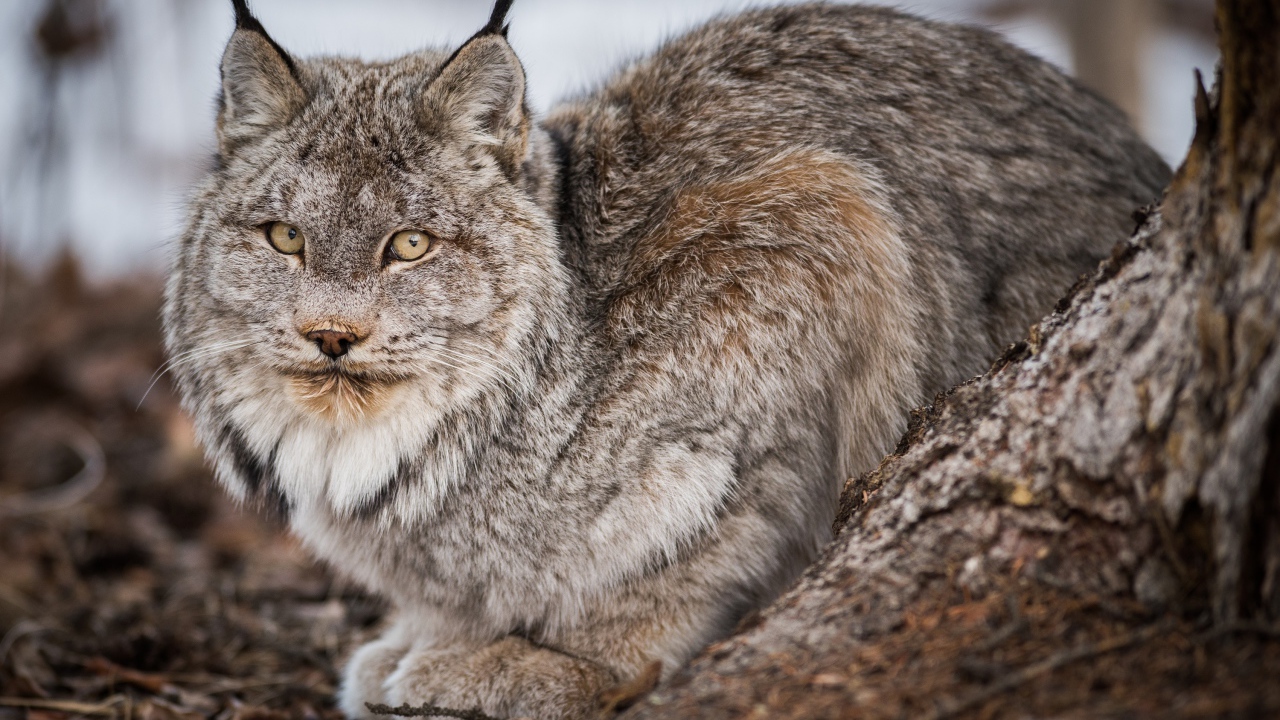 Большая дикая серая рысь у дерева