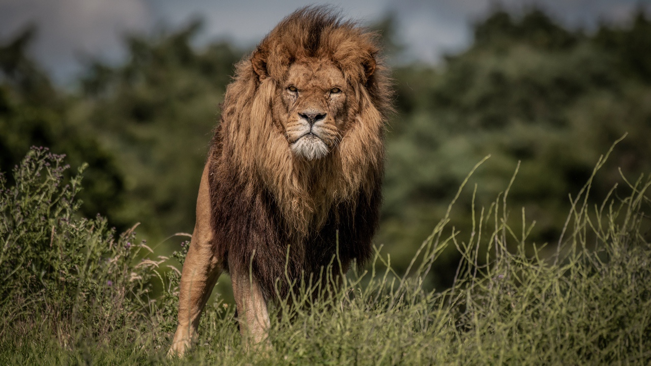 Свирепый лев в зеленой траве