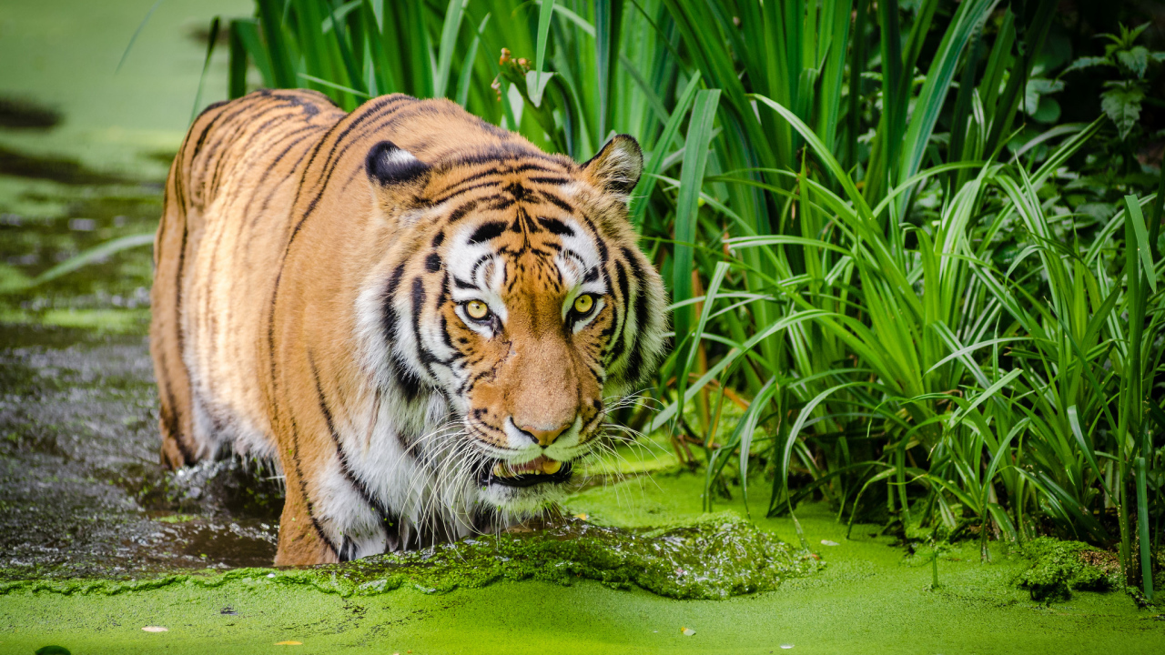 Большой полосатый тигр стоит в покрытой тиной воде 