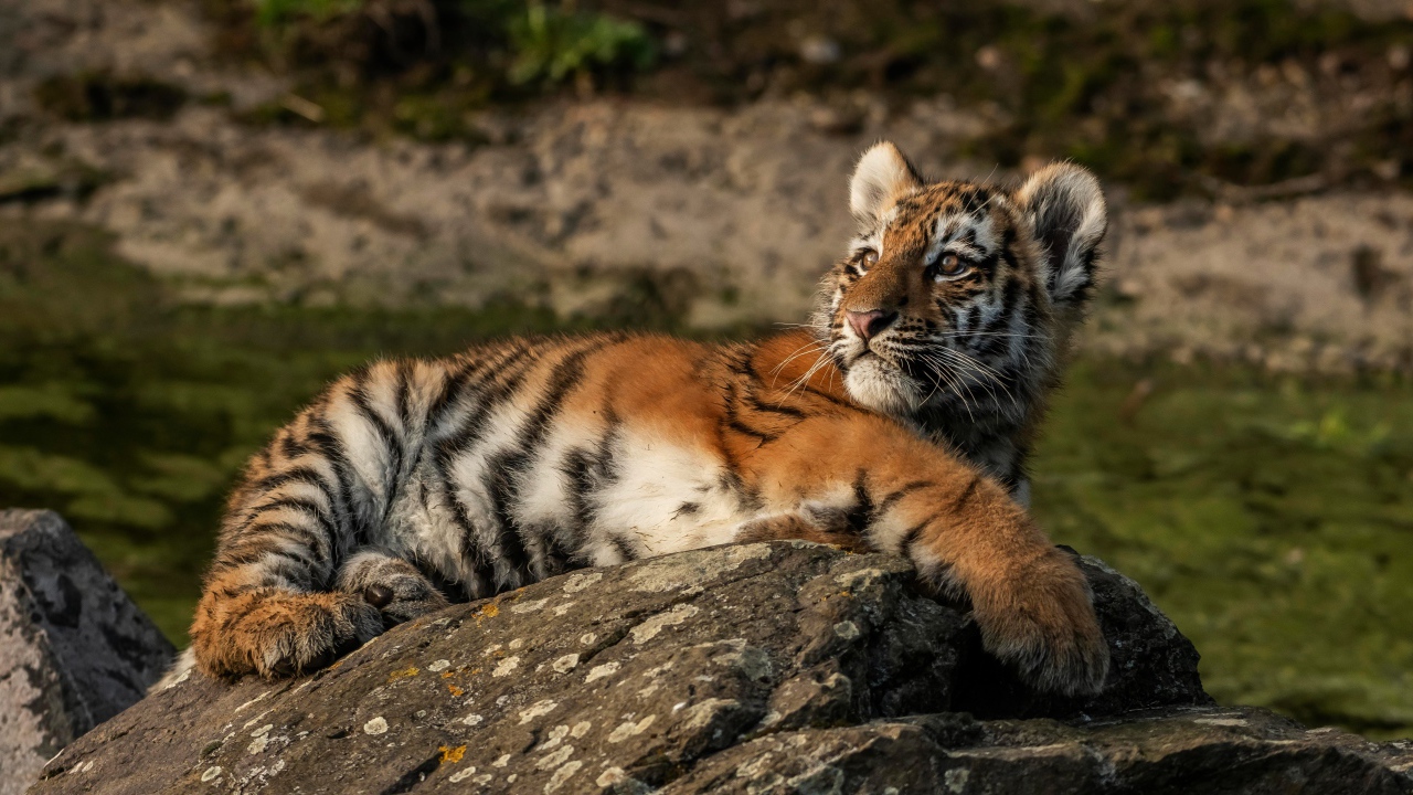 Маленький полосатый тигренок лежит на камне