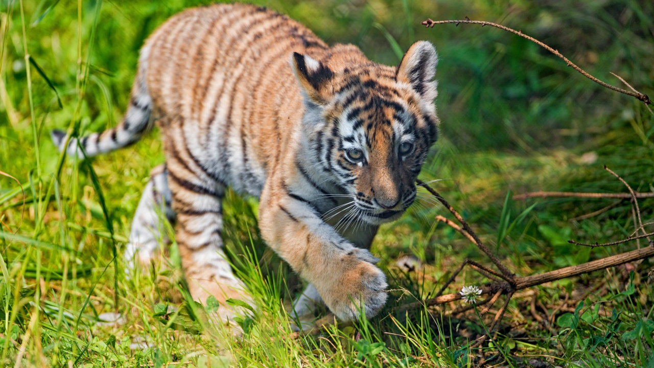 Маленький тигренок идет по зеленой траве