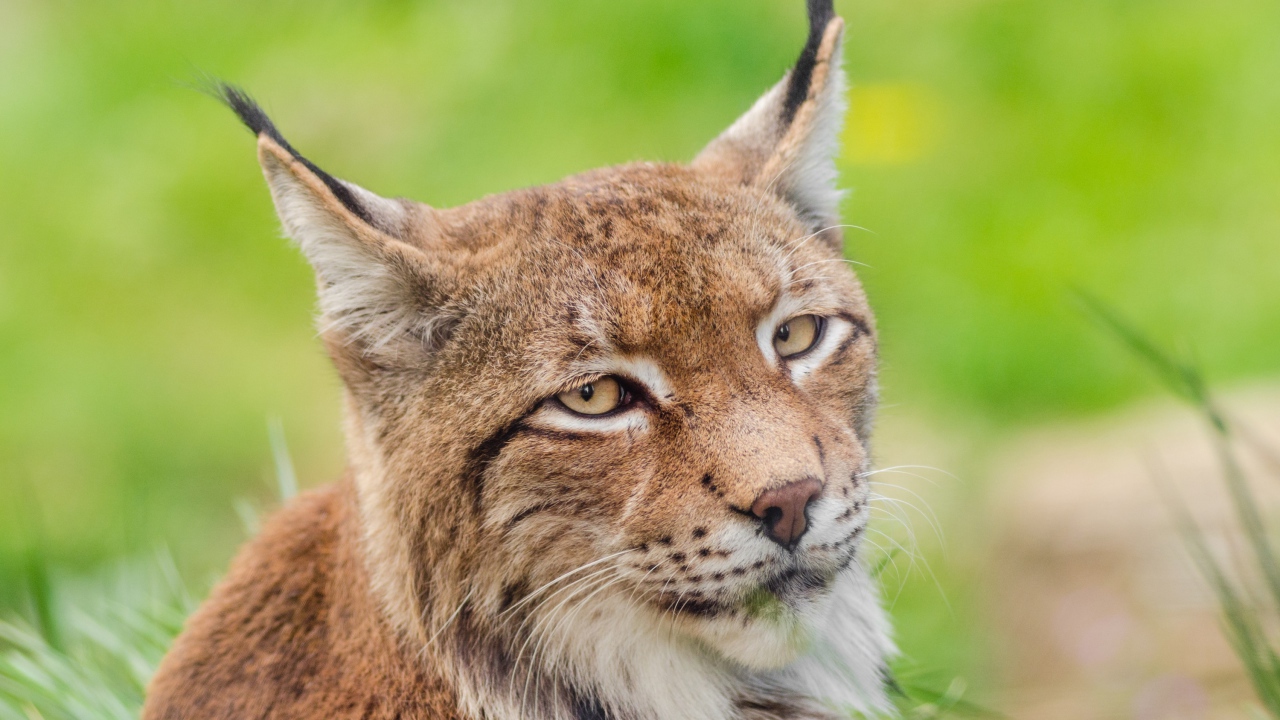 Грустная морда рыси крупным планом