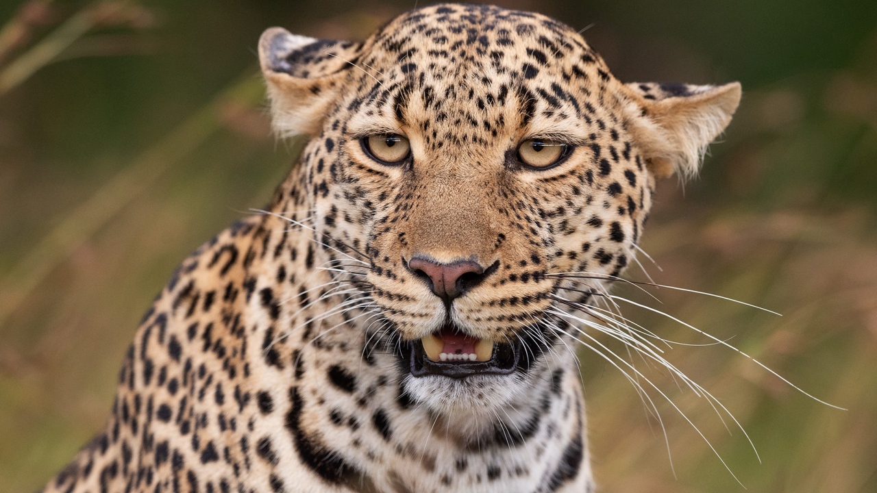 Пятнистый леопард прижал уши 