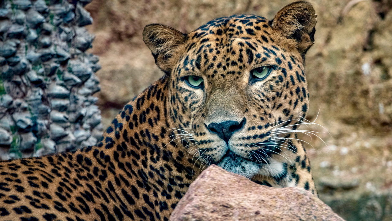 Пятнистый леопард с зелеными глазами лежит у камней