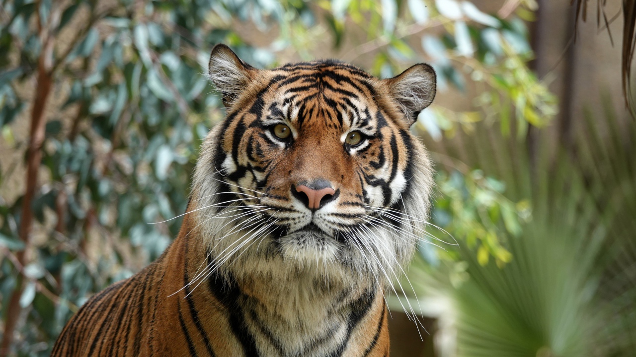 Удивленная морда полосатого тигра