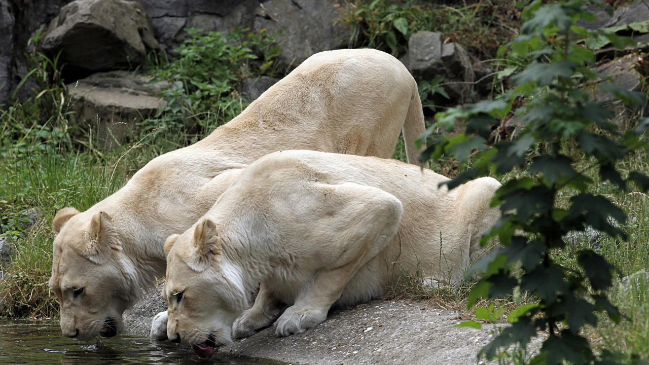 Две белые львицы у водопоя 
