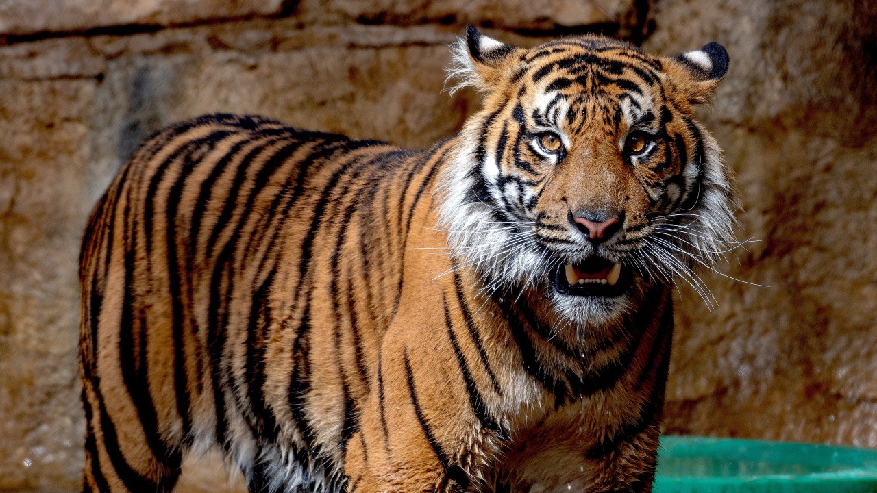 Мокрый Суматранский тигр в зоопарке