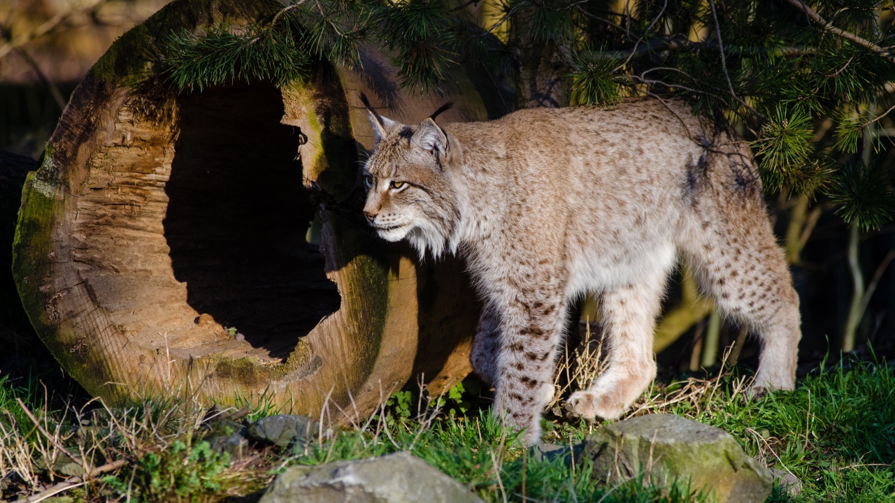 Дикая рысь в лесу у сухого дерева