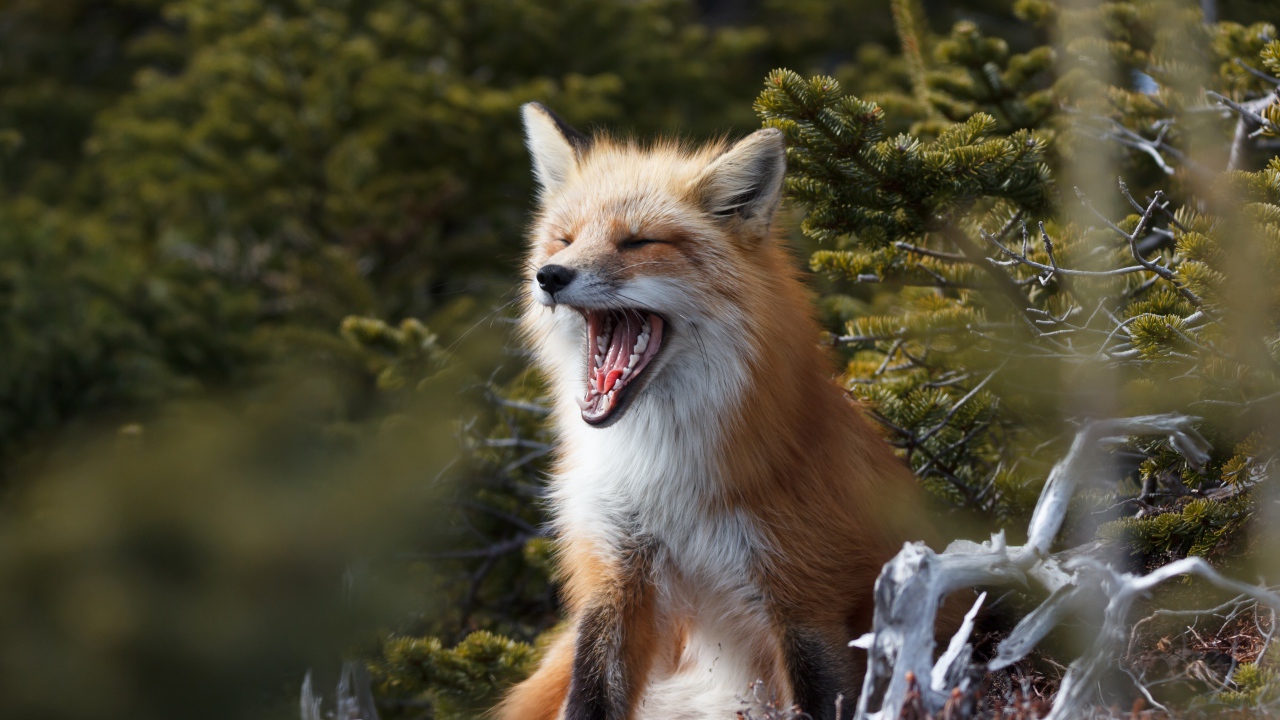 Рыжая лиса зевает в лесу у ели