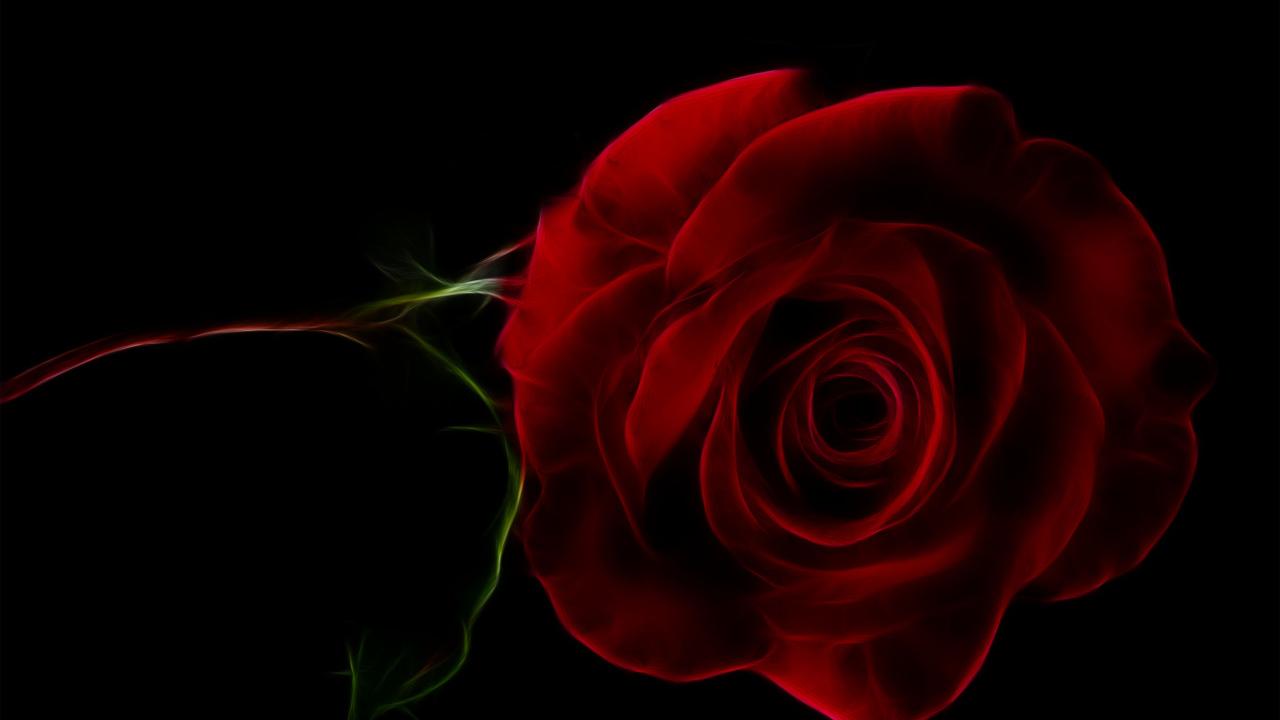 Нарисованная красная роза на черном фоне