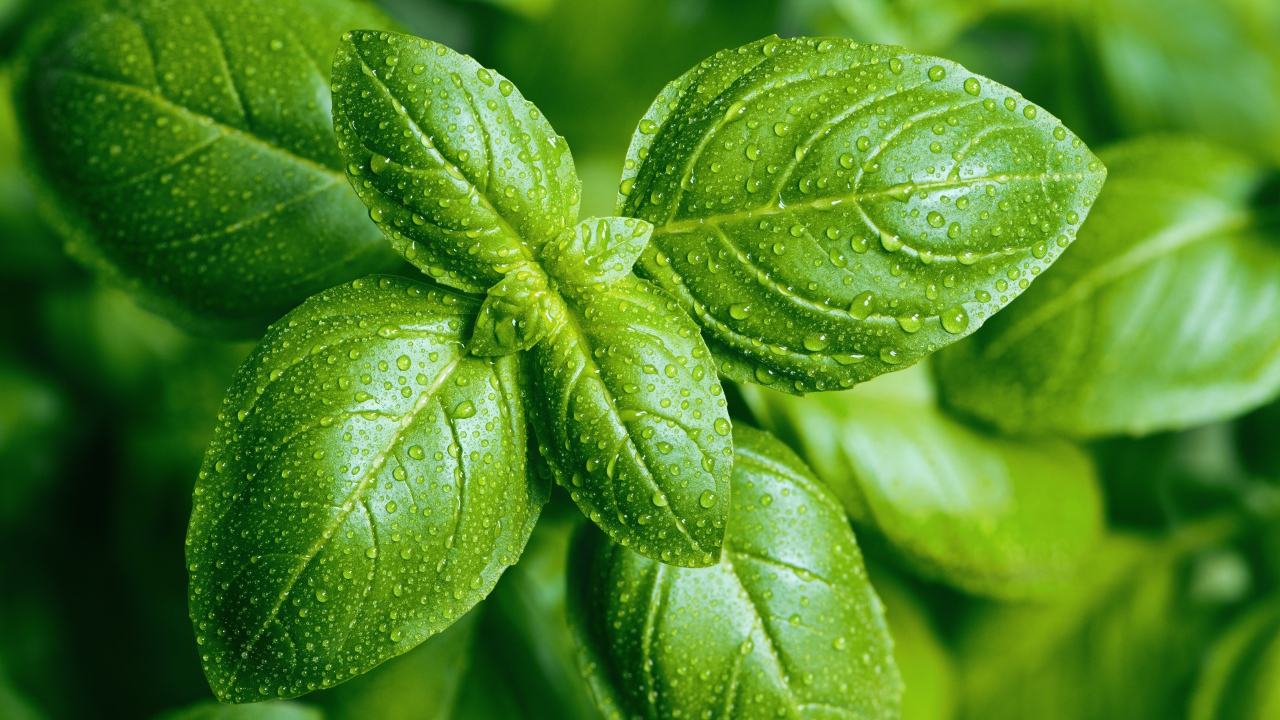 Зеленые листья базилика в каплях воды