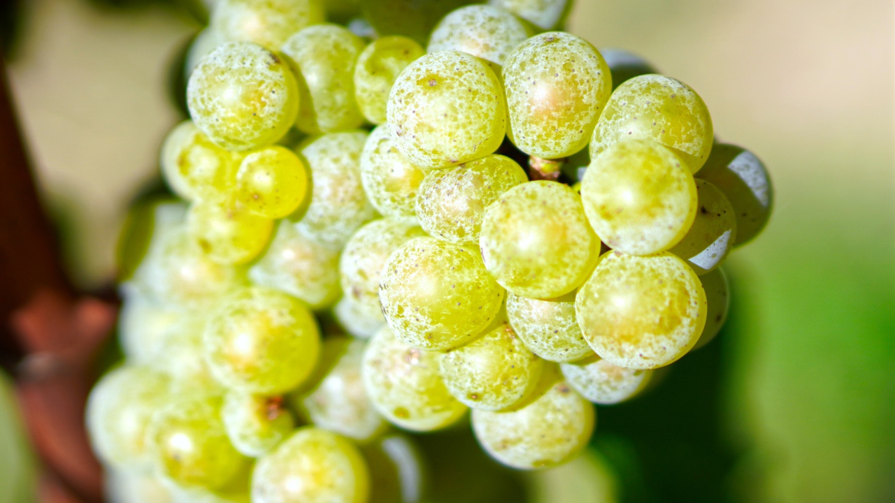 Гроздь круглого белого винограда крупным планом