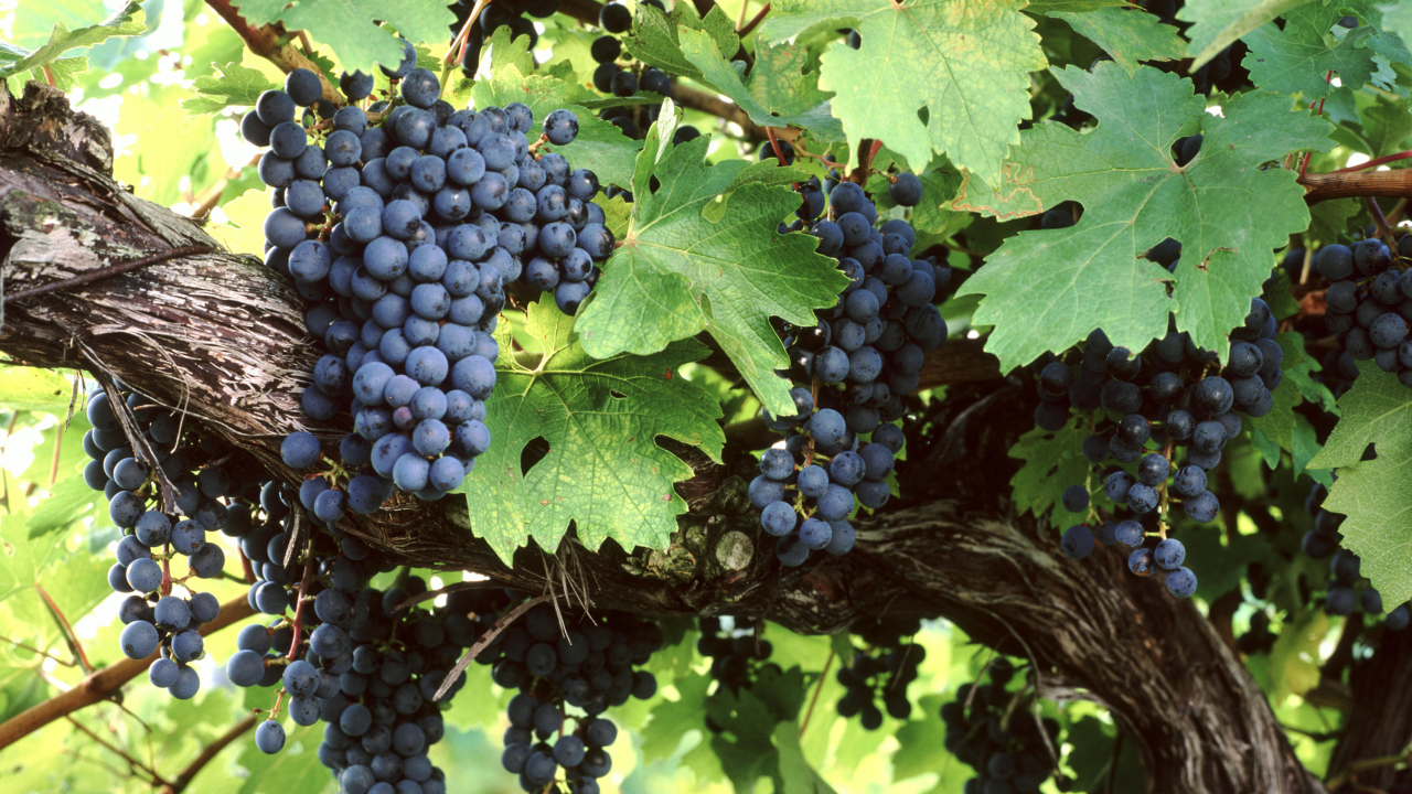 Большие гроздья синего винограда в зеленых листьях 