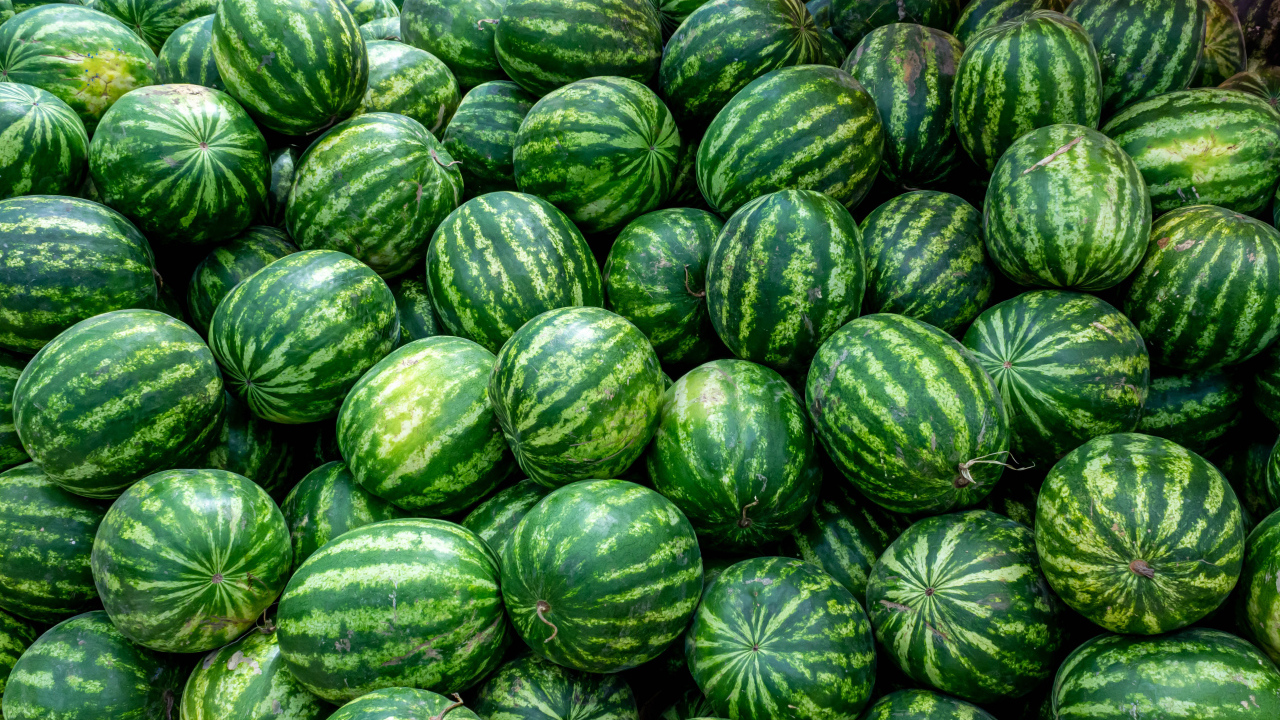 Много полосатых зеленых арбузов