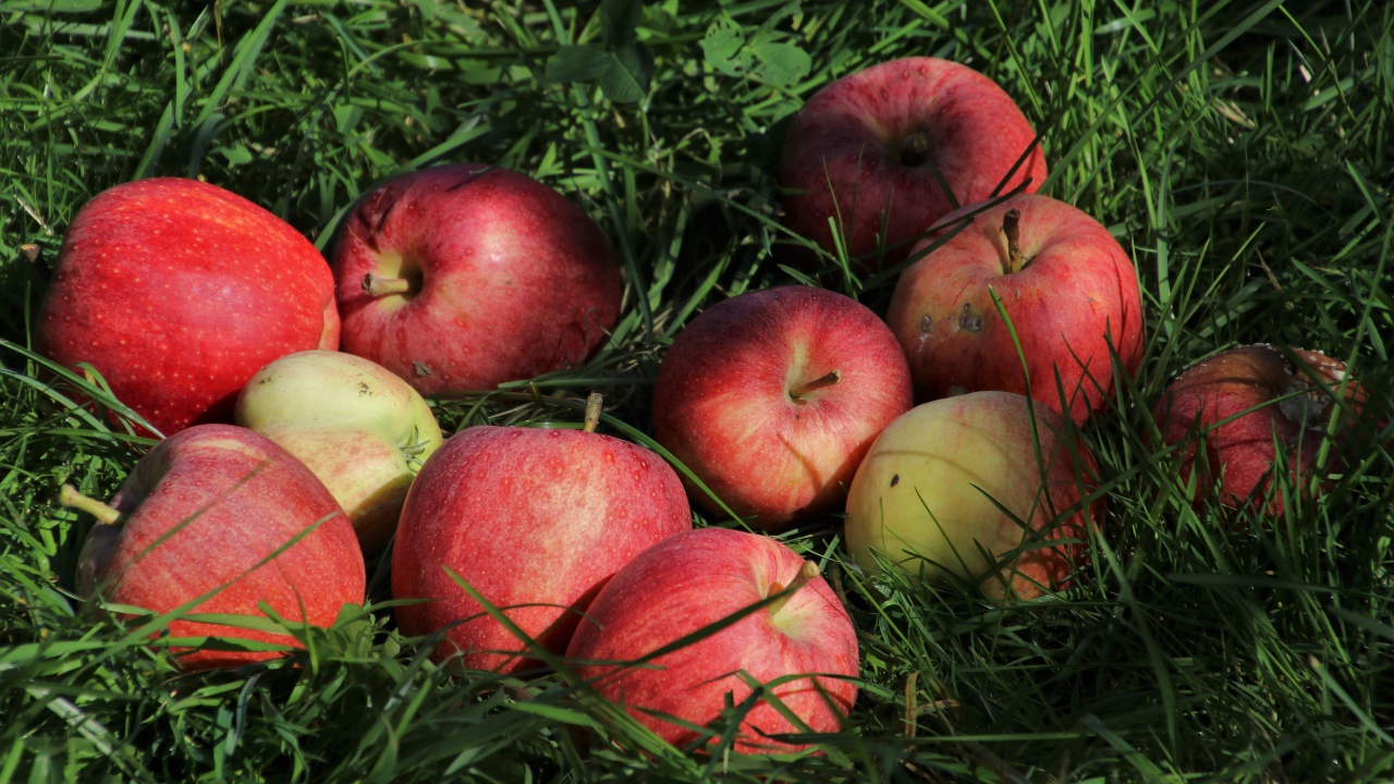 Спелые красные яблоки в зеленой траве