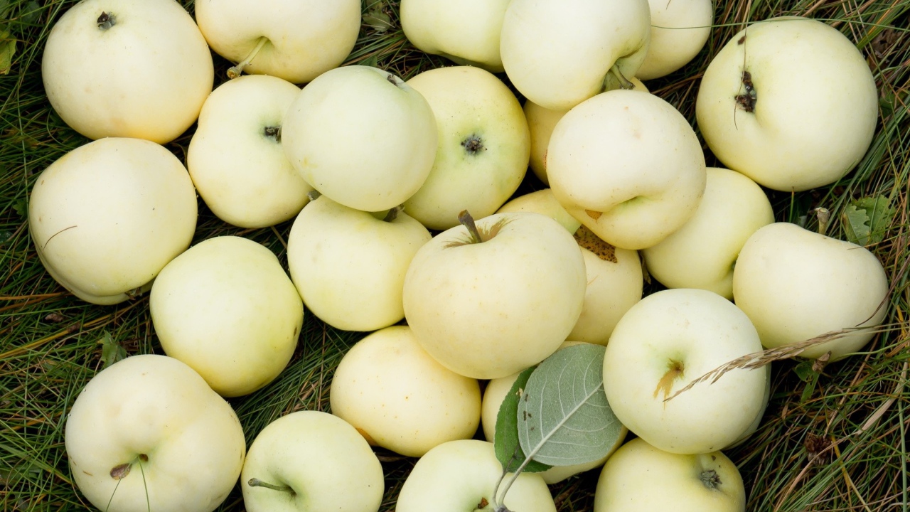 Яблоки белый налив лежат на траве
