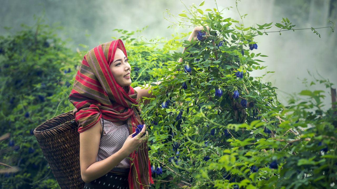 Девушка азиатка собирает цветы в корзину