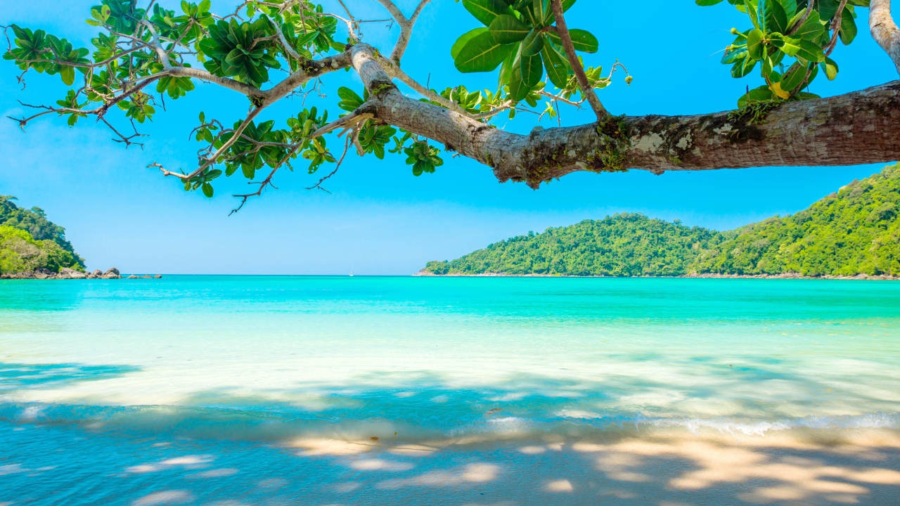 Ветка дерева на тропическом пляже у голубого океана