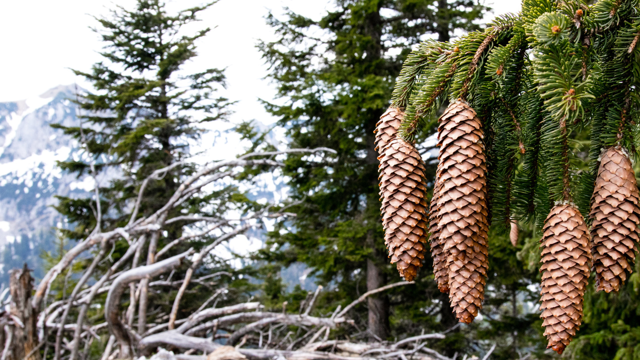 Big cones on the green branch of spruce close up