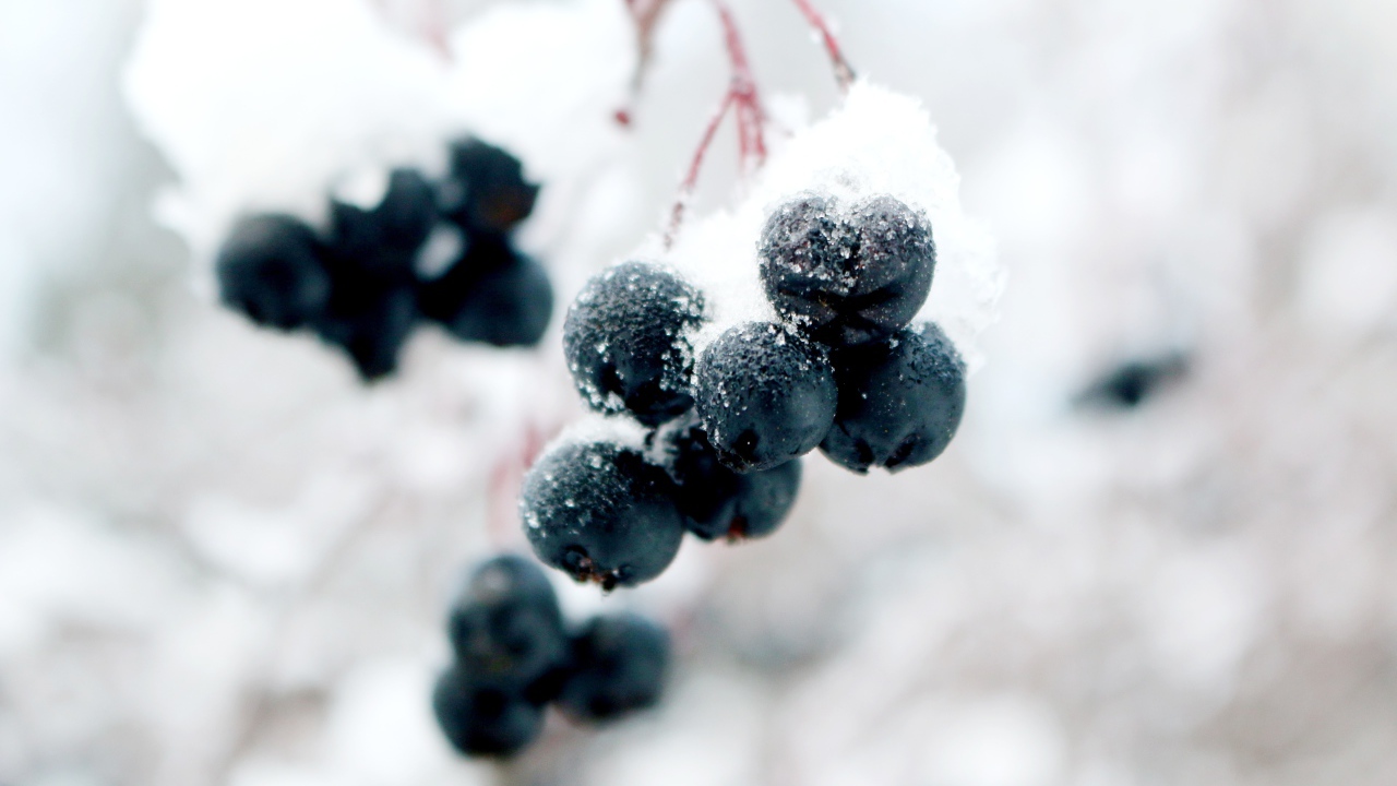 Черные ягоды на ветке в снегу крупным планом