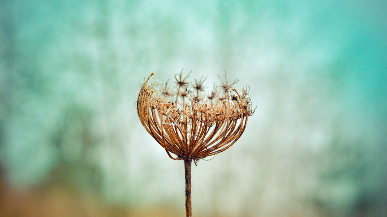 Зонтик высохшего растения крупным планом