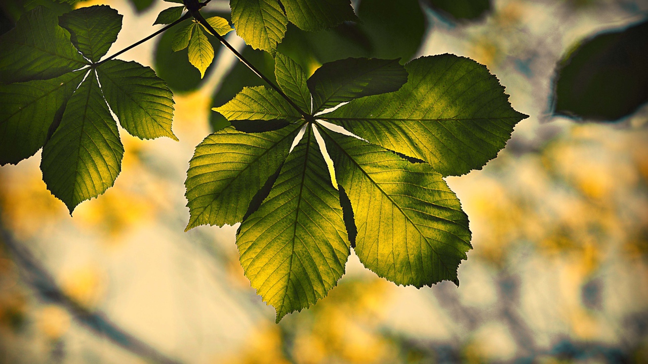 Зеленый лист каштана в лучах солнца