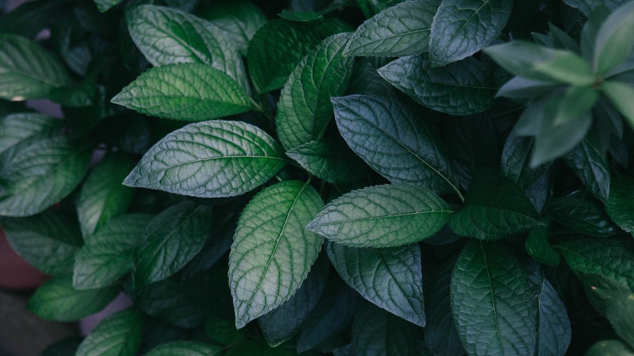 Зеленые листья куста крупным планом