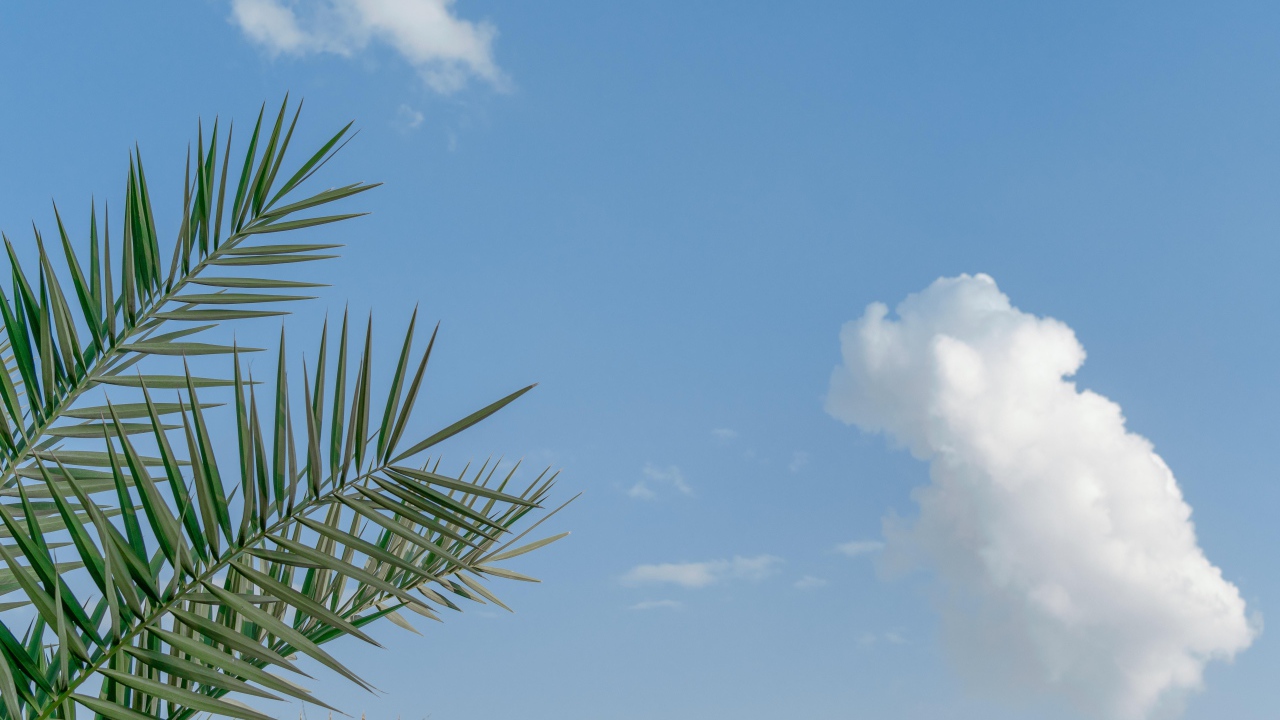 Зеленые пальмовые ветви на фоне голубого неба