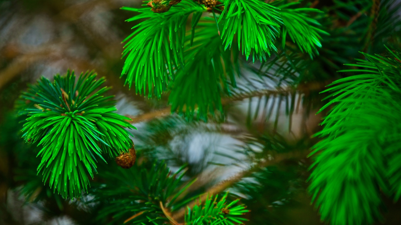 Зеленые сосновые иголки на ветках с шишками