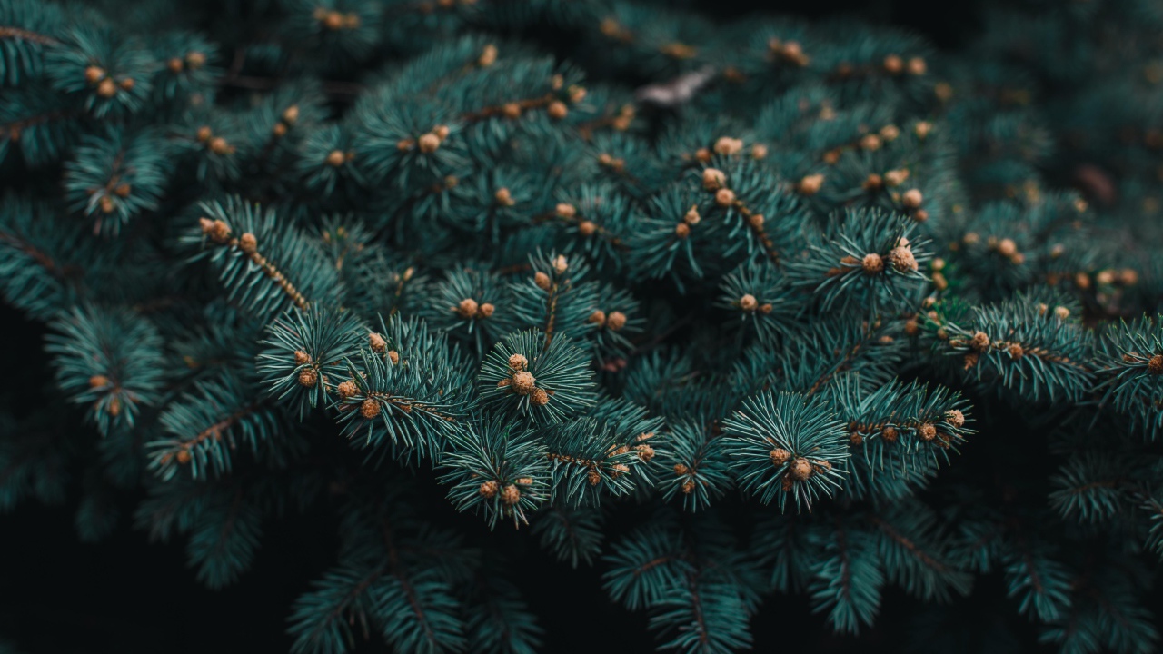 Зеленая ветка ели с шишками