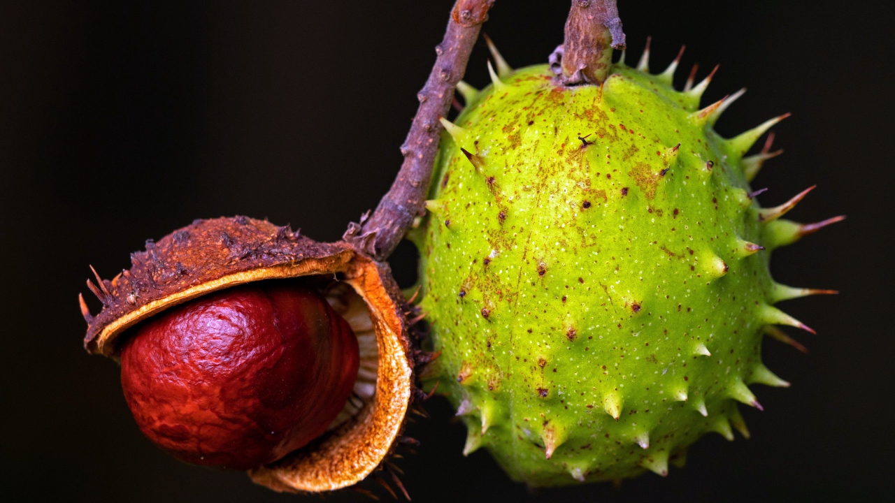 Колючий зеленый каштан на черном фоне