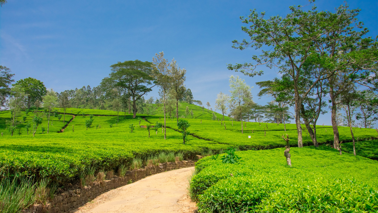 Чайные плантации с деревьями под голубым небом
