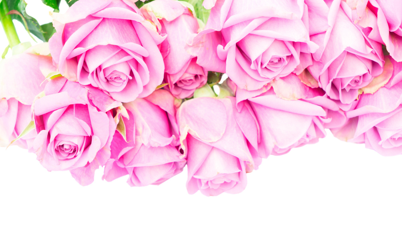 Букет розовых роз на белом фоне крупным планом