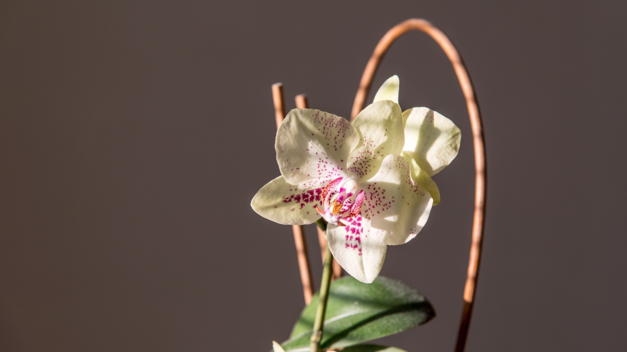 Красивый нежный белый цветок орхидеи на сером фоне