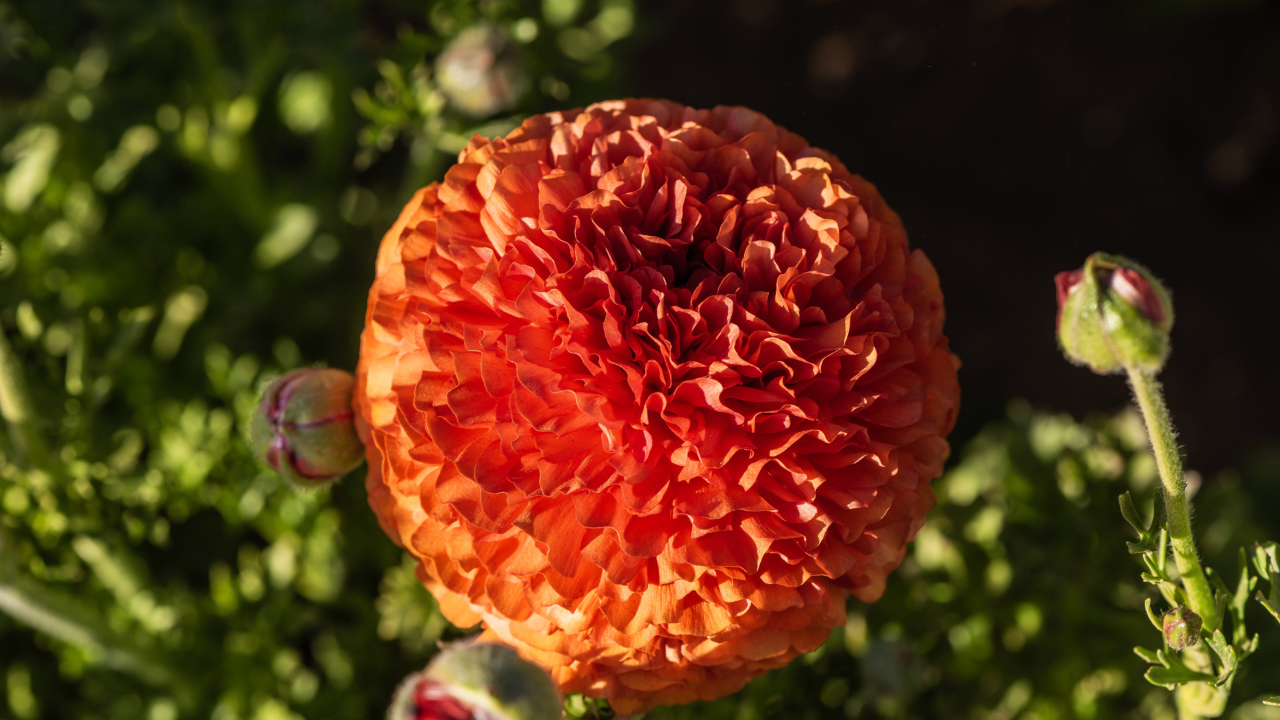 Красивый оранжевый лютик с бутонами крупным планом