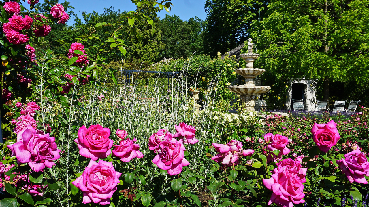 Красивые розовые розы в саду у фонтана